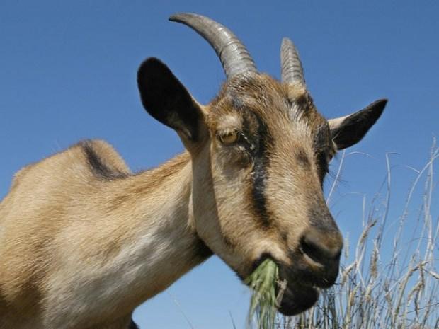 goats.jpg 