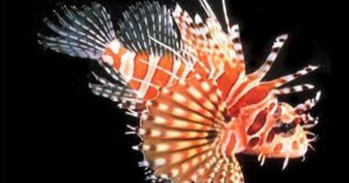 Invasive Lionfish Problem Goes Deeper Than Diver's Reach - CBS Miami