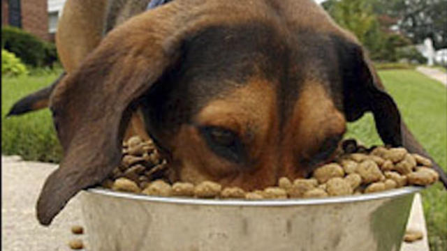 dog-eating-food_420x316.jpg 