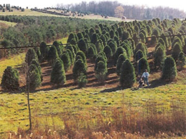 Clemsonville Christmas Tree Farm 