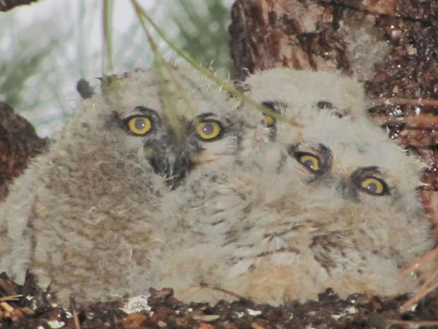 owl-nest.jpg 