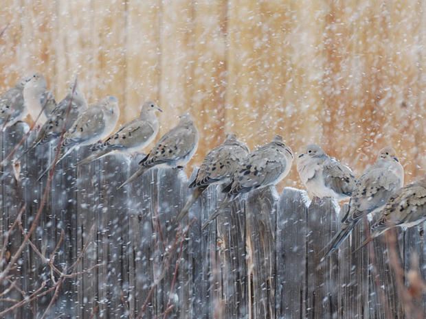 doves-in-snow.jpg 