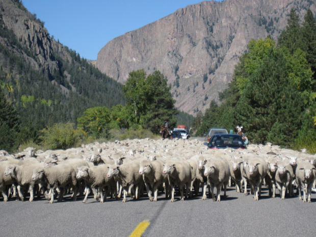 sheep-herding-in-colorado-mountains.jpg 