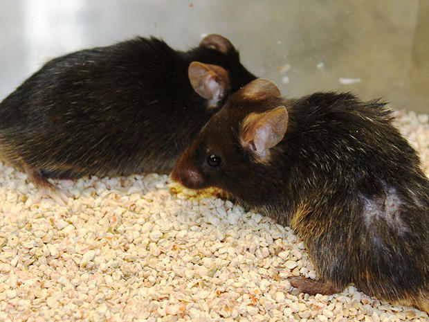 Aging Mice Made Young: Have We Discovered Immmortality? 