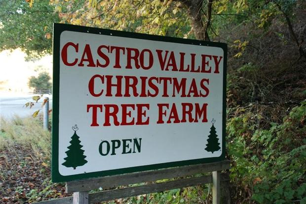 Castro Valley Christmas Tree Farm 