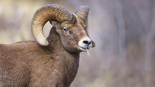 bighorn-sheep1.jpg 