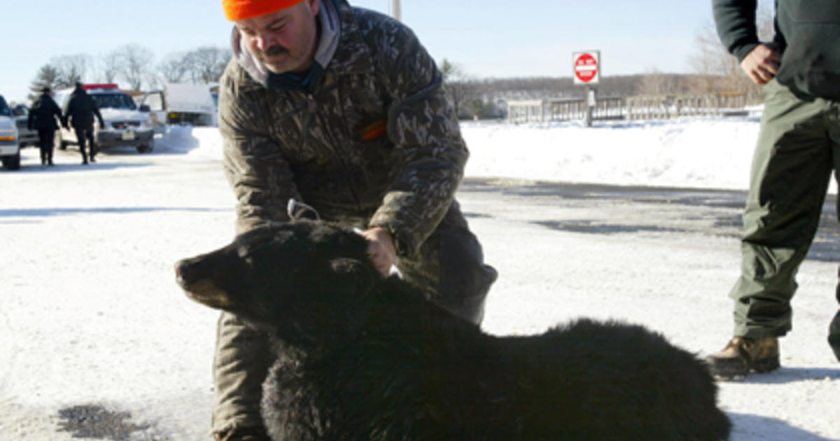 New Jersey Bear Hunt Begins Despite Protests CBS New York
