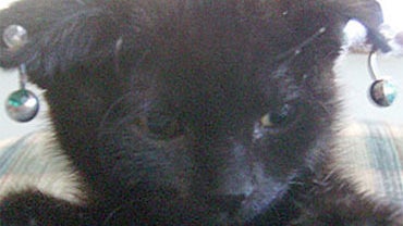 "Gothic Kittens" Cruelty Case: Seller Wants to Groom Pets Again 