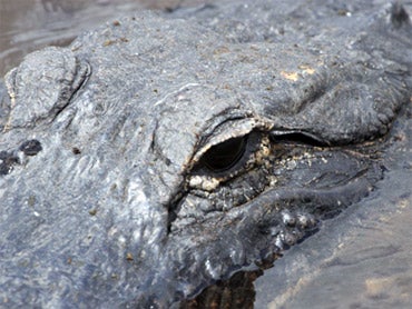 American Alligator