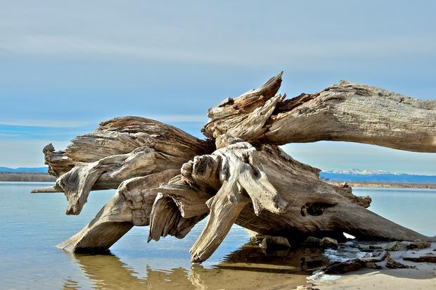 driftwood_view1.jpg 