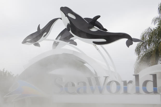 killer-whale-kills-seaworld-trainer.jpg 