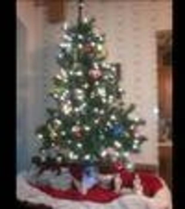christmas-tree-2010.jpg 