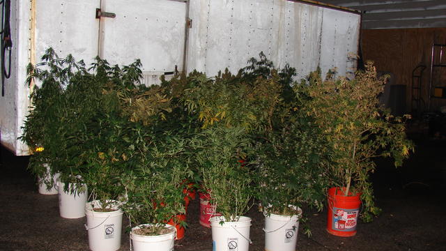 122210marijuanaplants.jpg 