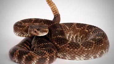 Man Gets 30 Years for Snake-Related Child Porn 