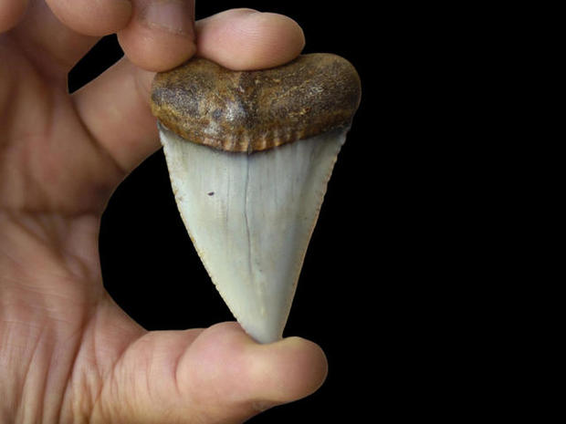 Shark tooth fossil 