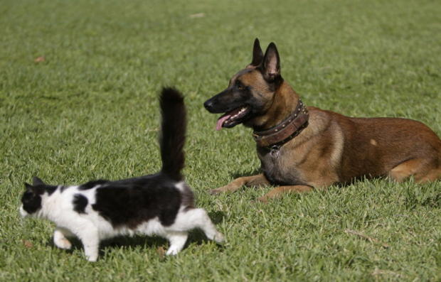 Cat and Dog 