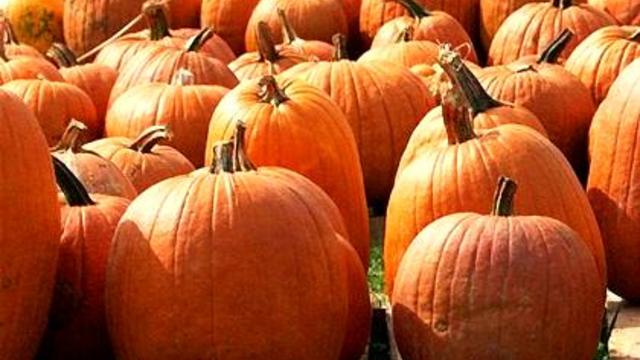 pumpkins1.jpg 