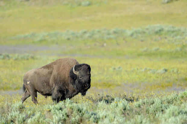 bison-12.jpg 
