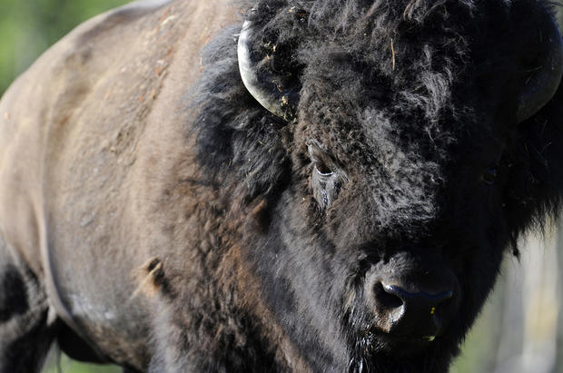 bison-5.jpg 