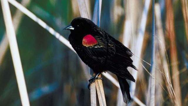 blackbird.jpg 