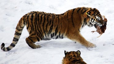 Siberian Tiger Kills Bus Driver 