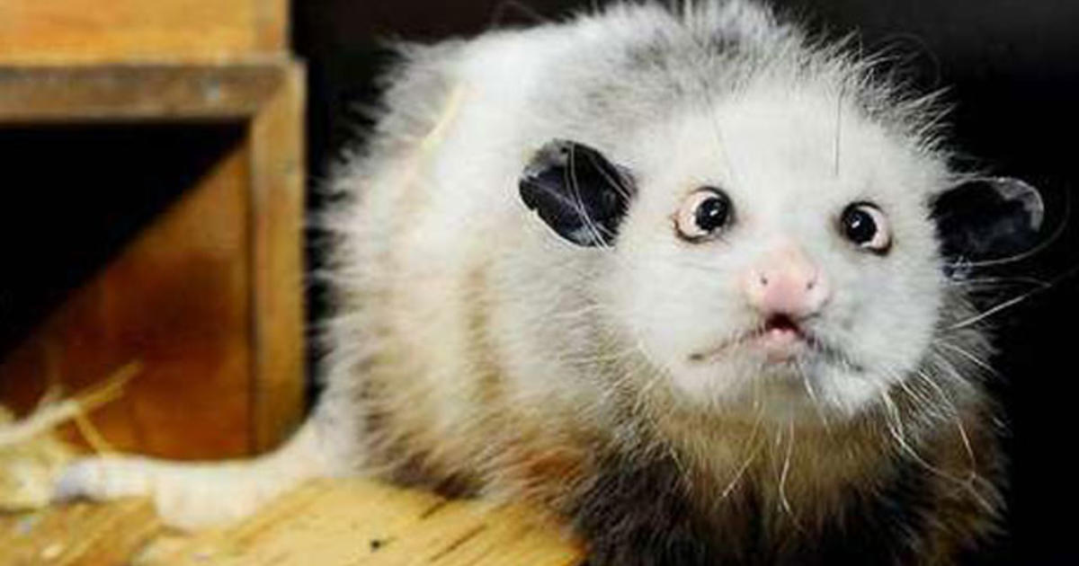Heidi The Cross Eyed Opossum Becomes A Star In Germany Cbs News