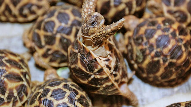 2 Arrested In Los Angeles In Turtle Smuggling Case 