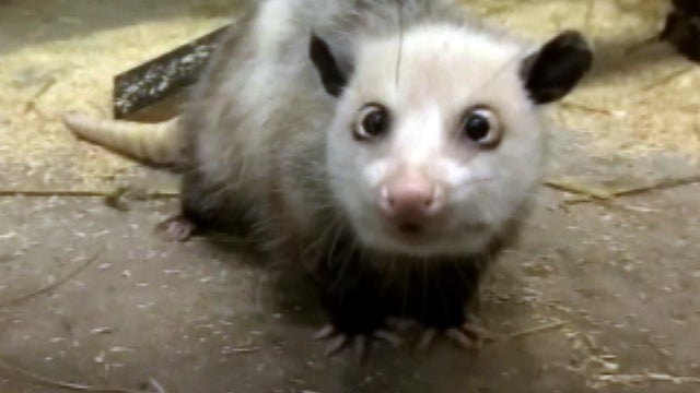 CROSSEYED_OPOSSUM_copy.jpg 