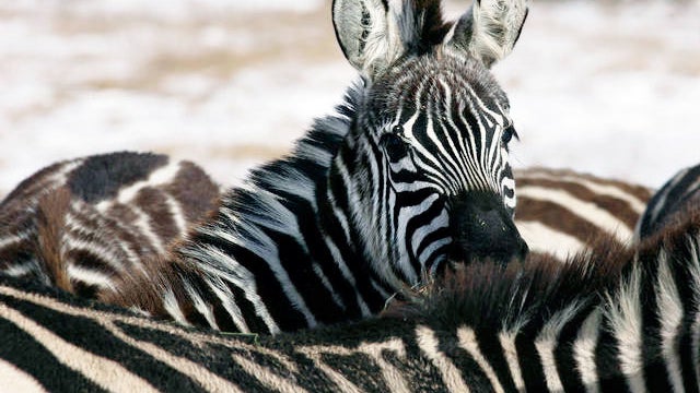 Hearst Zebras Killed by Angry Neighbors 