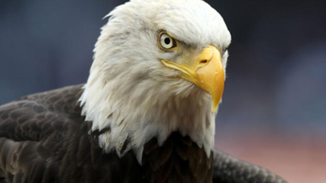 bald-eagle.jpg 
