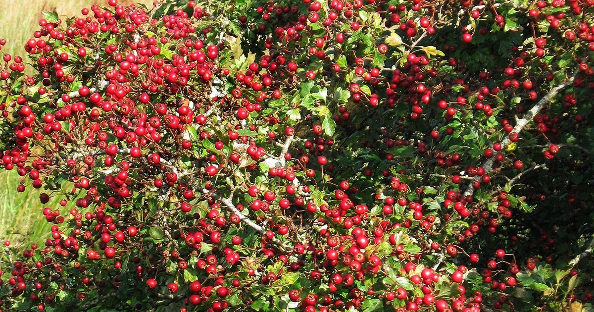 Gardening 101 shrub replacement ideas CBS Texas