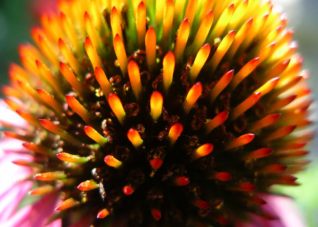 Echinacea-purpura-closeup-hires.jpg 