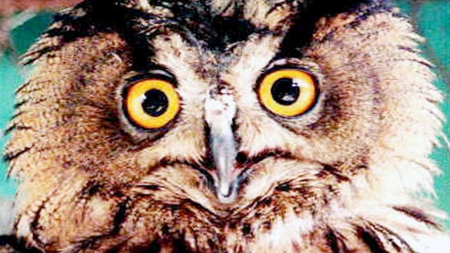 Police Nab Drunken Owl, Had Too Much Schnapps 