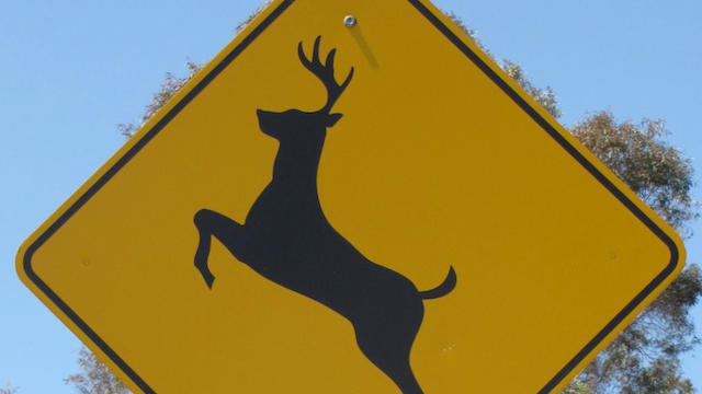 deer-crossing.jpg 