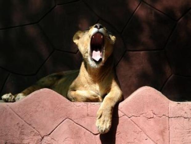 lion yawning 