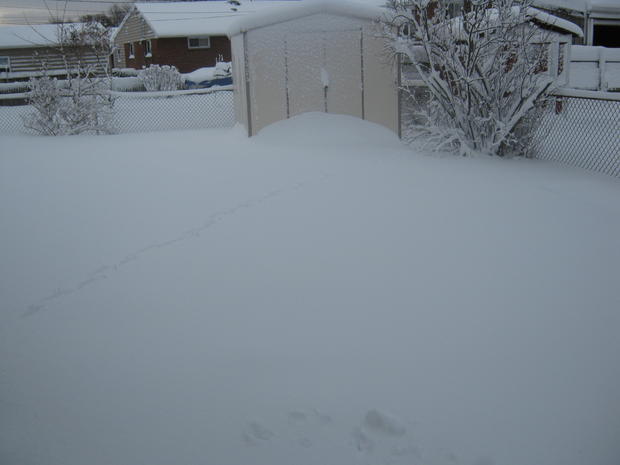 snowstorm-january-2011-001.jpg 