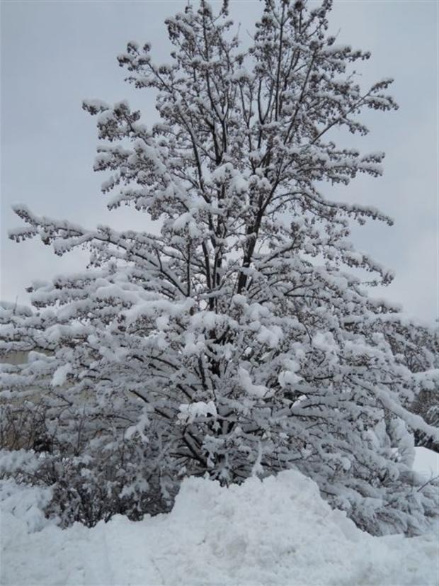 carroll-county-md-1-27-11-snow.jpg 