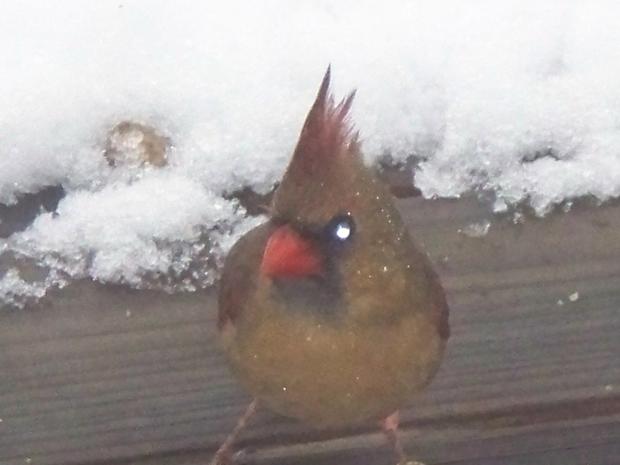 cardinals-snow-day-jan-26-2010-005.jpg 