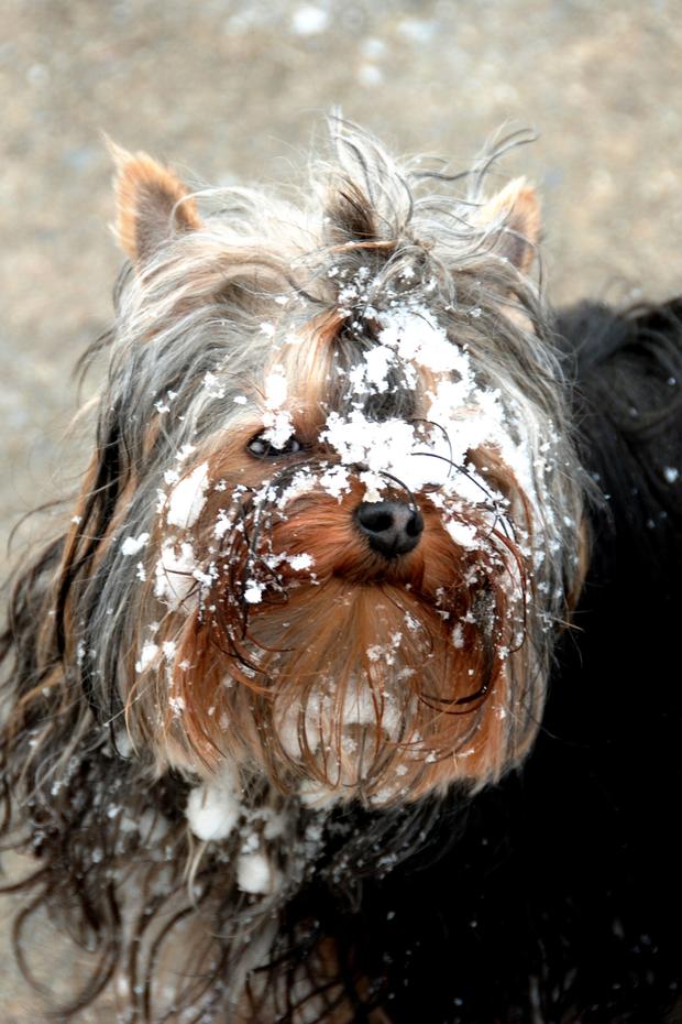 gracie-a-one-year-old-yorkie-puppy-loves-the-snow.jpg 