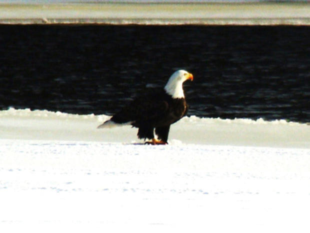 Bald Eagle In Halifax 
