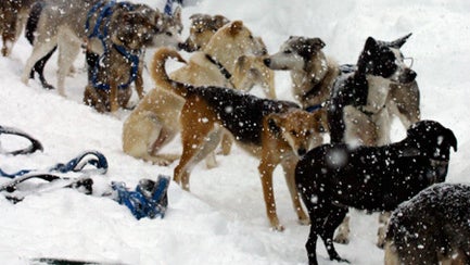 sled_dogs.jpg 