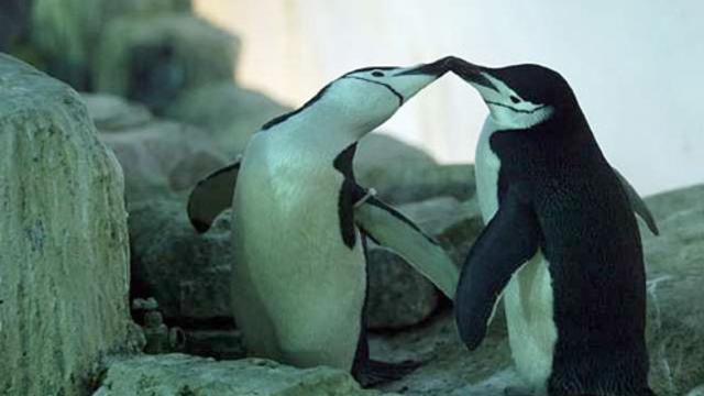 penguin.jpg 