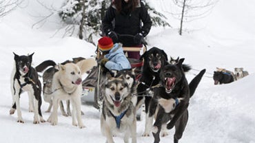 sled dogs tourists 