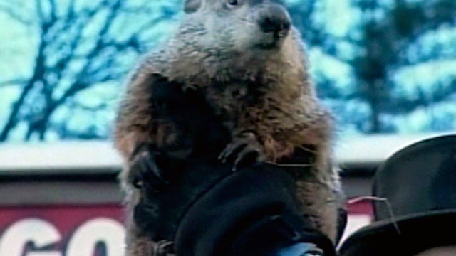 groundhog.jpg 