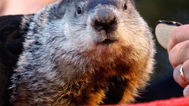 Punxsutawney Phil 