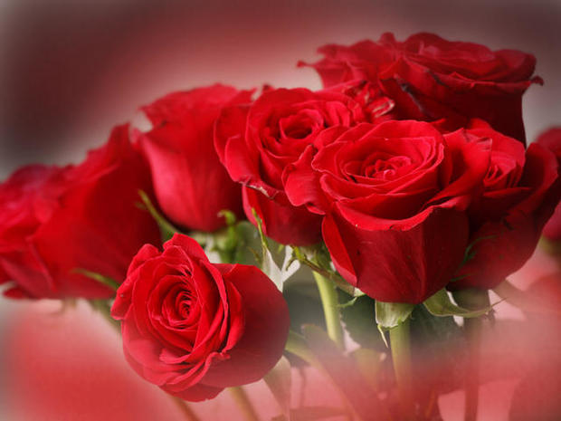 Valentine's Day Roses 