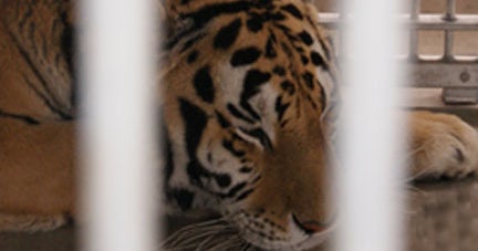 Lions and Tigers and Monkeys, Oh Yes: SPCA Finds Many Animals ...