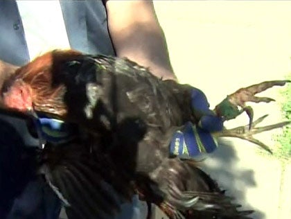 Armed Rooster Kills Man at Calif. Cockfight 