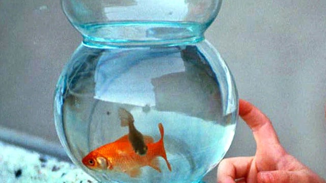 Robber Killed Goldfish, Didn&acirc; 