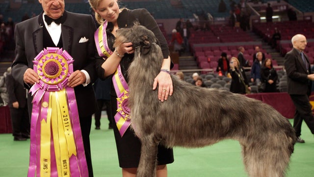 Scottish deerhound Hickory 